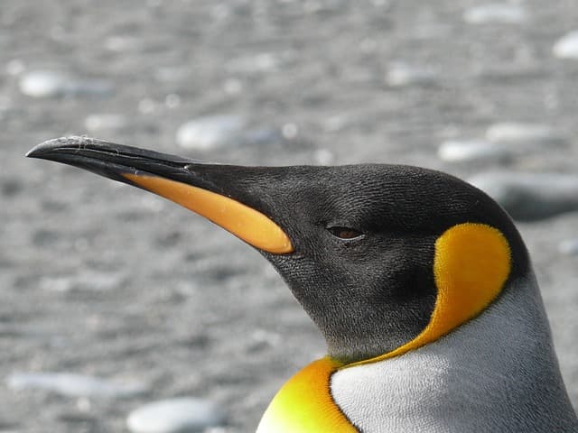ペンギンカラー