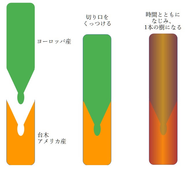 接ぎ木