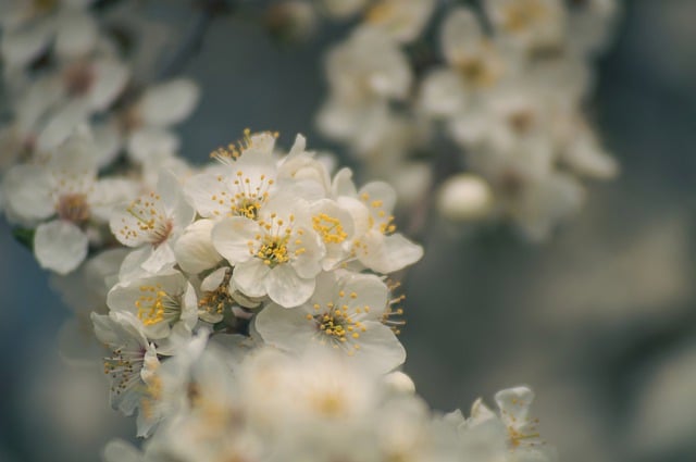 梅の花