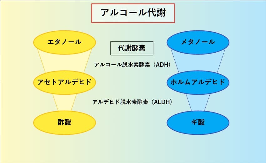 アルコール代謝
