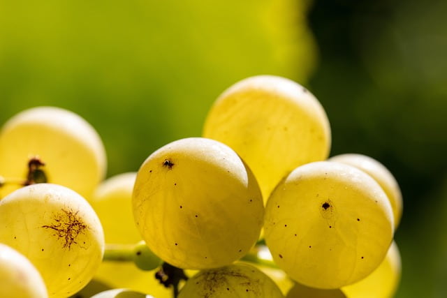 白ブドウの粒