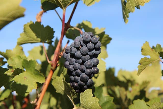 ピノ・ノワール