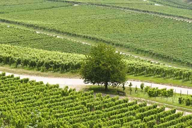 ブドウ畑